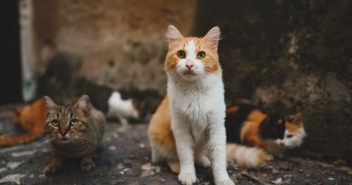 Dispensaire de la SPA : une première en Guyane