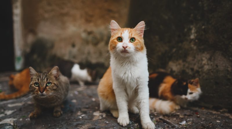 Dispensaire de la SPA : une première en Guyane