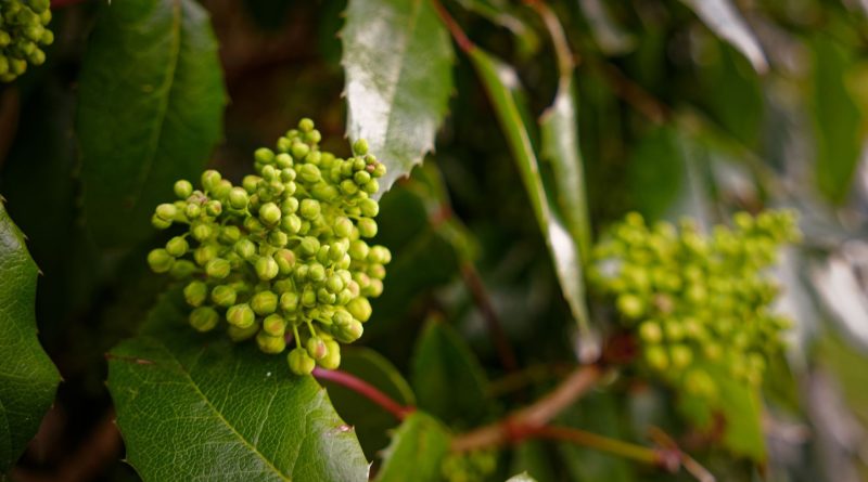 Douceur en décembre : impact sur les plantes de nos jardins