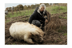 Droits des animaux : il était une fois le cochon d'élevage | Les Autres Possibles