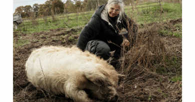 Droits des animaux : il était une fois le cochon d'élevage | Les Autres Possibles