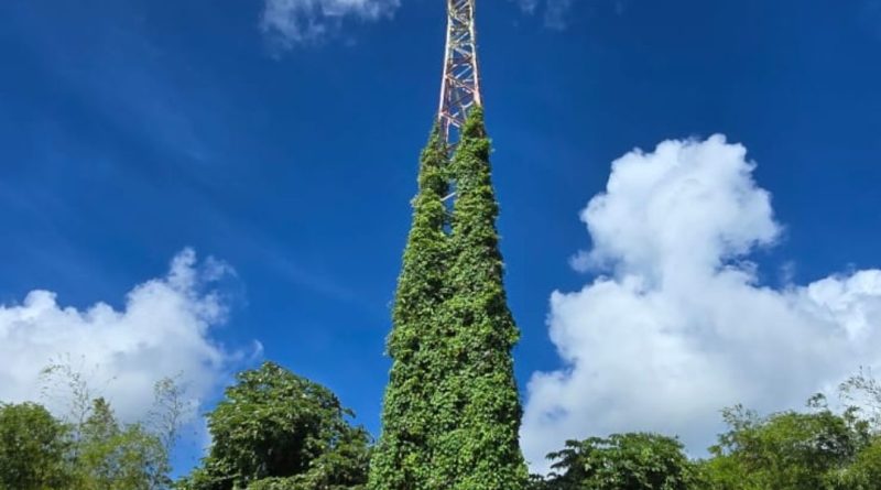 EDF et la Maison de l’Avocat souhaitent un Joyeux Noël à la Martinique