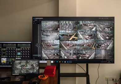 En Chine, l’industrialisation rapide de l’élevage porcin face à de nouvelles menaces En Chine, l’industrialisation à marche forcée de l’élevage porcin, née d’une épidémie, est aujourd’hui menacée