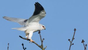 En Touraine, le projet PARCELA agit pour la préservation de l'Elanion blanc - ICI