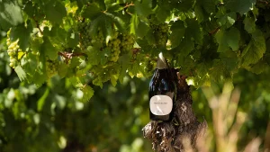 En plein cœur du Pays Cathare, le premier domaine français dédié aux effervescents sans alcool prend racine à Limoux