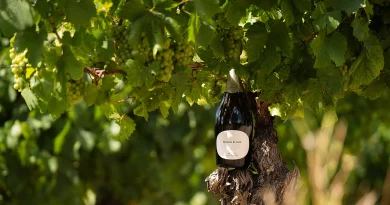 En plein cœur du Pays Cathare, le premier domaine français dédié aux effervescents sans alcool prend racine à Limoux