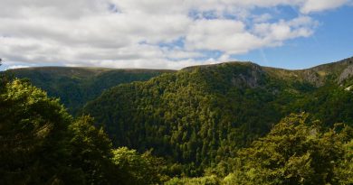 Grand Est, Strasbourg, Reims, vineyard, Alsace, Vosges, forest, cathedral, village