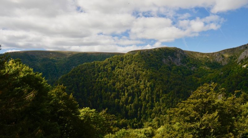 Grand Est, Strasbourg, Reims, vineyard, Alsace, Vosges, forest, cathedral, village