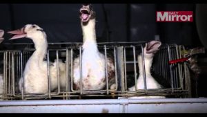 Foie gras Maison Mitteault, partenaire d'Anne-Sophie Pic