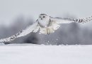 La Suède annonce l'extinction du harfang des neiges, un oiseau rapace menacé