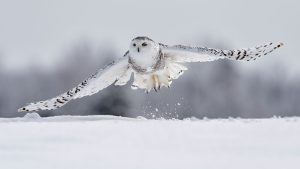 La Suède annonce l'extinction du harfang des neiges, un oiseau rapace menacé
