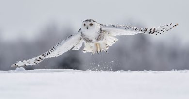 La Suède annonce l'extinction du harfang des neiges, un oiseau rapace menacé