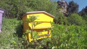 Glenn Viel : Étoile de Baumanière aux Baux de Provence