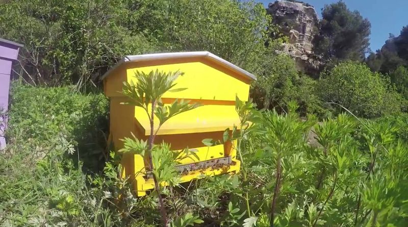 Glenn Viel : Étoile de Baumanière aux Baux de Provence