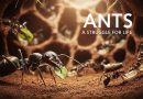 Guerriers Minuscules : La Lutte pour la Survie des Fourmis