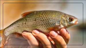 Guide complet pour pêcher les gardons au feeder