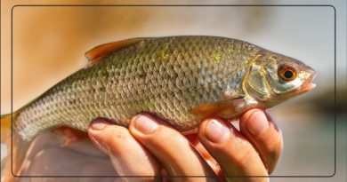 Guide complet pour pêcher les gardons au feeder