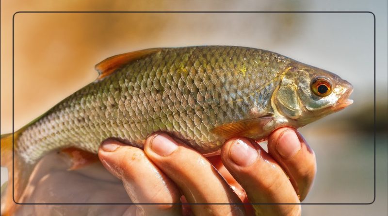 Guide complet pour pêcher les gardons au feeder