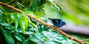 Hawaï déploie des moustiques de laboratoire pour protéger ses oiseaux menacés
