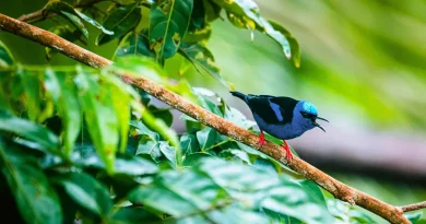 Hawaï déploie des moustiques de laboratoire pour protéger ses oiseaux menacés