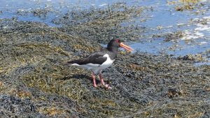 Huîtrier pie à Brora : Cris aigus au bord de l'eau