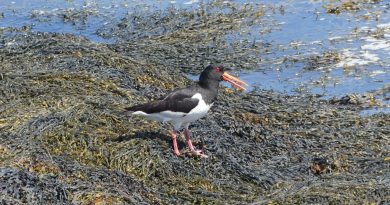 Huîtrier pie à Brora : Cris aigus au bord de l'eau