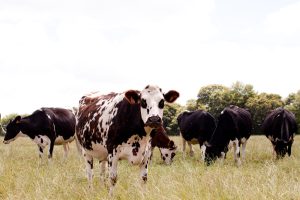 [ILLE-ET-VILAINE] Inscrivez-vous à l'accompagnement 'Adaptation au changement climatique' • Réseau GAB - FRAB
