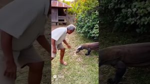 Il a passé ses dernières années aux côtés d'un dragon de Komodo