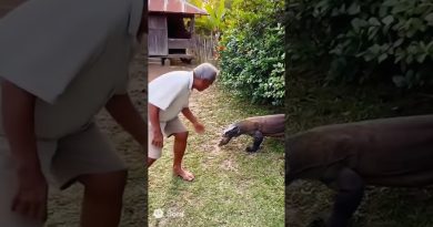 Il a passé ses dernières années aux côtés d'un dragon de Komodo