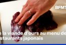 Japon: après de nombreux abattages d'ours, leur viande est proposée à la carte des restaurants