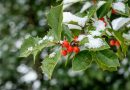 Jardin d’hiver: planter des arbustes à baies même en décembre - ICI