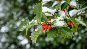 Jardin d’hiver: planter des arbustes à baies même en décembre - ICI