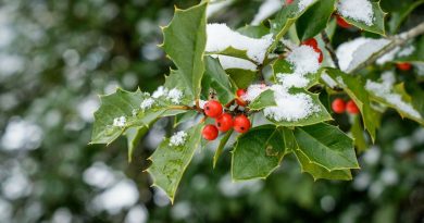 Jardin d’hiver: planter des arbustes à baies même en décembre - ICI