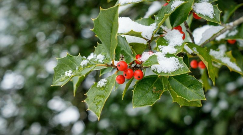 Jardin d’hiver: planter des arbustes à baies même en décembre - ICI