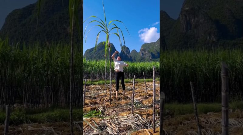 Jardin paysager de canne à sucre : dégustation fraîche et tendance