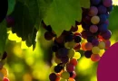 Journée Scientifique Vigne-Vin – Éclairages sur les opportunités de diversification de la filière viticole