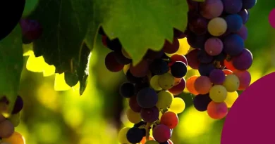 Journée Scientifique Vigne-Vin – Éclairages sur les opportunités de diversification de la filière viticole