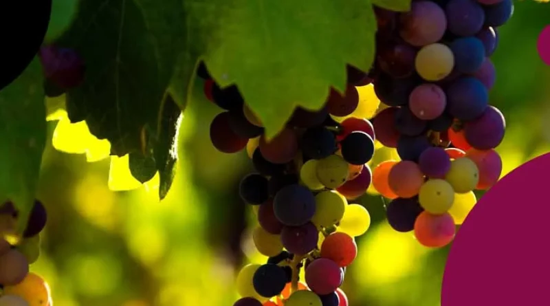 Journée Scientifique Vigne-Vin – Éclairages sur les opportunités de diversification de la filière viticole