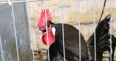 Jura. Dans un contexte de grippe aviaire, la grande foire avicole de Bletterans sera-t-elle maintenue ?