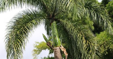 Martinique, Fort-de-France, beach, volcano, palm, rainforest, Creole, boat, island