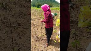 Krgsrinivas : Vie de village et agriculture en action