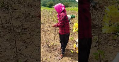 Krgsrinivas : Vie de village et agriculture en action