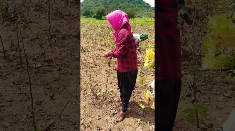 Krgsrinivas : Vie de village et agriculture en action