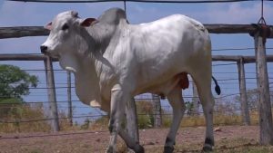 LOTE 14 - ADIR 6547 : EKARAJ FIV DA 2L