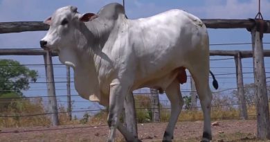 LOTE 14 - ADIR 6547 : EKARAJ FIV DA 2L