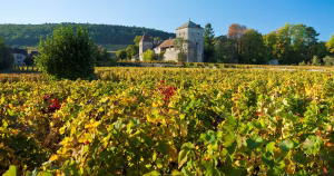 La Chine s'implante discrètement sur le marché des grands crus de Bourgogne