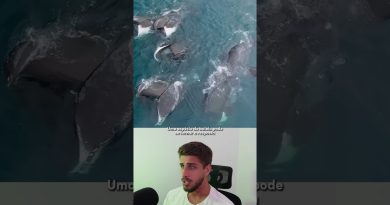 La baleine de Groenland : une clé contre le cancer ?