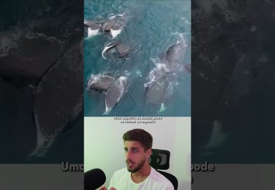 La baleine de Groenland : une clé contre le cancer ?