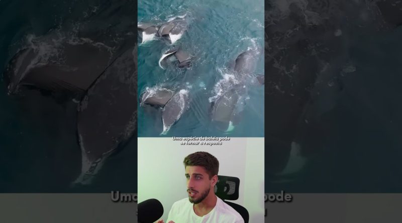 La baleine de Groenland : une clé contre le cancer ?