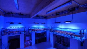 La brosse à dents et le corail - ICI